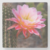Cereus in roze cactus bloom stenen onderzetter (Voorkant)