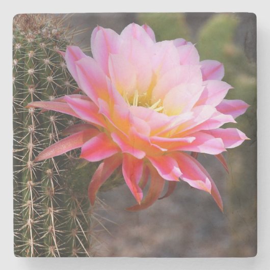 Cereus in roze cactus bloom stenen onderzetter (Voorkant)