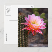 Cereus in roze cactusbloei briefkaart (Voorkant / Achterkant)