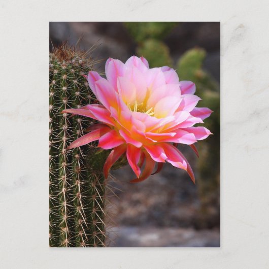 Cereus in roze cactusbloei briefkaart (Voorkant)