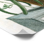 Cereus Minimus, c.1745 (gekleurde litho) Poster (Hoek)