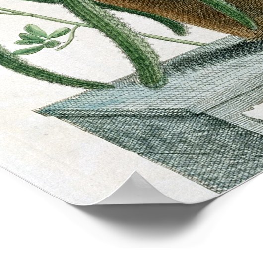 Cereus Minimus, c.1745 (gekleurde litho) Poster (Hoek)