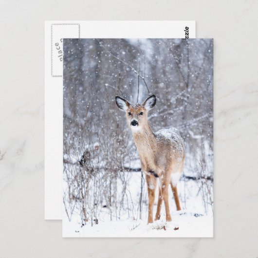 Cerf Briefkaart (Voorkant / Achterkant)