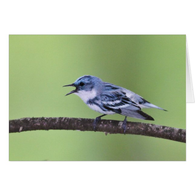 Cerulean Warbler (Voorkant Horizontaal)