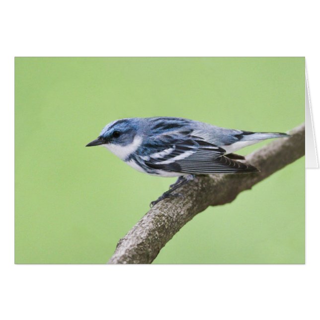 Cerulean Warbler (Voorkant Horizontaal)
