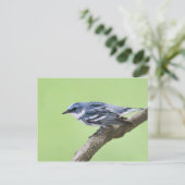 Cerulean Warbler Briefkaart (Staand voorkant)