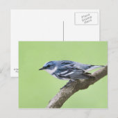 Cerulean Warbler Briefkaart (Voorkant / Achterkant)
