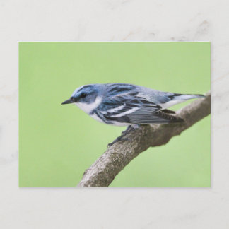 Cerulean Warbler Briefkaart