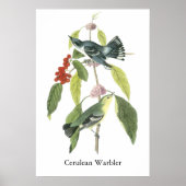 Cerulean Warbler, John Audubon Poster (Voorkant)