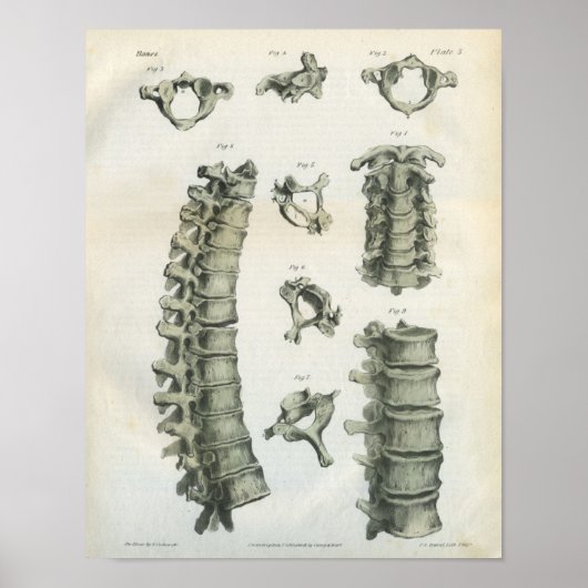 Cervicale en thoracale wervelkolom poster (Voorkant)
