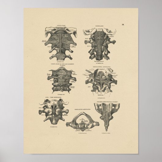 Cervicale Spine Anatomy 1880 Afdrukken Poster (Voorkant)
