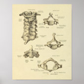Cervicale vertebrae anatomie atlas as afdrukken poster (Voorkant)