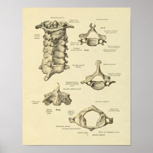 Cervicale vertebrae anatomie atlas as afdrukken poster