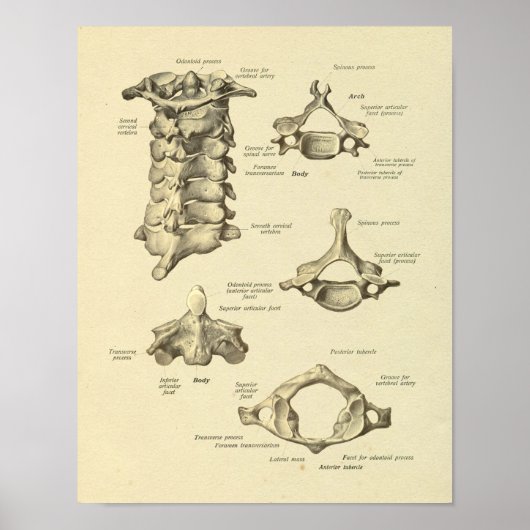 Cervicale vertebrae anatomie atlas as afdrukken poster (Voorkant)