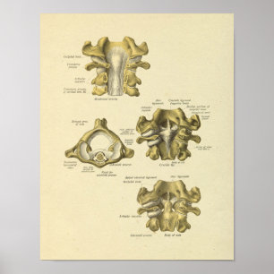 Cervicale wervels anatomie Spinale Botten Afdrukke Poster