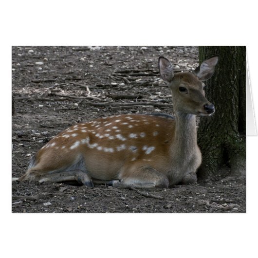 Cervus nippon (Voorkant Horizontaal)