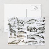 Cetacea Edentata Briefkaart (Voorkant / Achterkant)