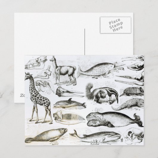 Cetacea Edentata Briefkaart (Voorkant / Achterkant)