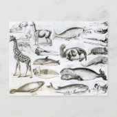 Cetacea Edentata Briefkaart (Voorkant)