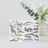 Cetacea Edentata Briefkaart (Staand voorkant)