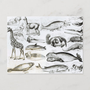 Cetacea Edentata Briefkaart