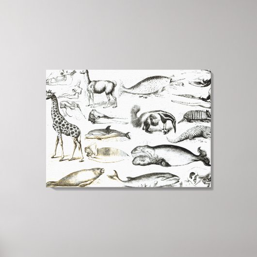 Cetacea Edentata Canvas Afdruk (Voorkant)