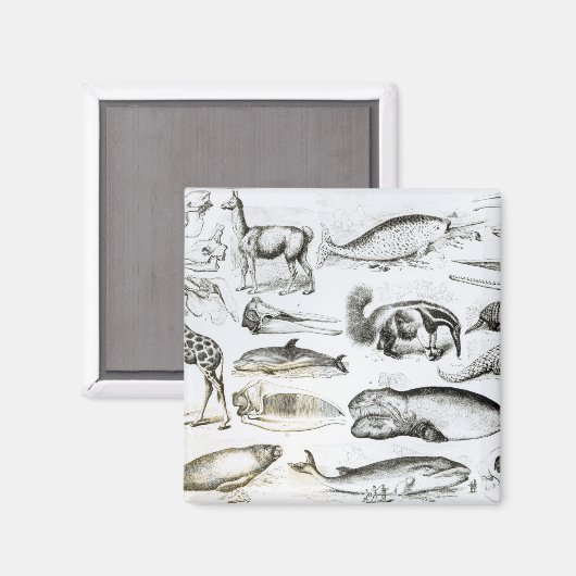 Cetacea Edentata Magneet (Voorkant / Achterkant)