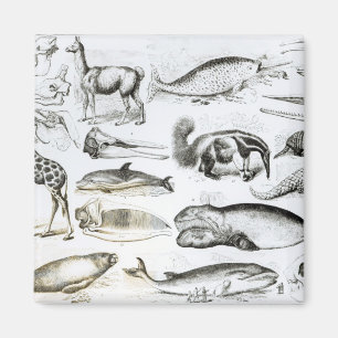 Cetacea Edentata Magneet