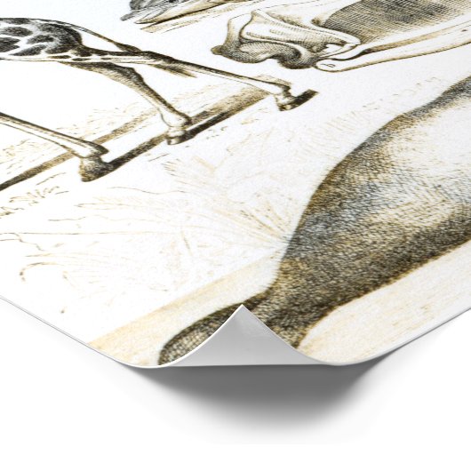 Cetacea Edentata Poster (Hoek)