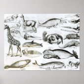 Cetacea Edentata Poster (Voorkant)