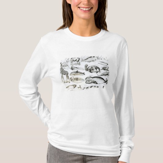 Cetacea Edentata T-shirt (Voorkant)