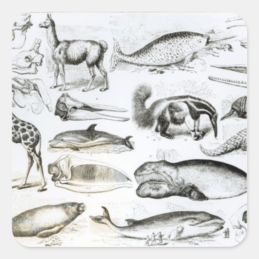 Cetacea Edentata Vierkante Sticker (Voorkant)
