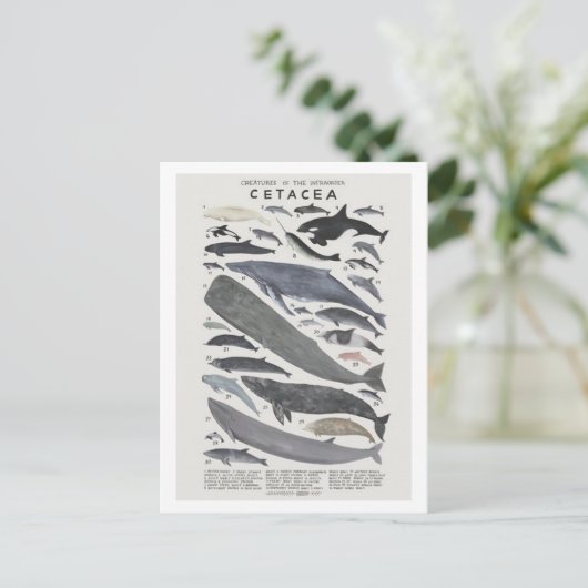 Cétacés Briefkaart (Staand voorkant)
