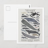 Cétacés Briefkaart (Voorkant / Achterkant)