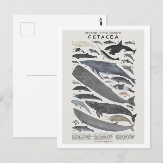 Cétacés Briefkaart (Voorkant / Achterkant)