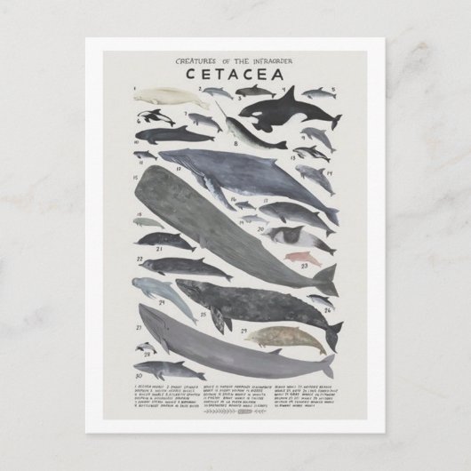 Cétacés Briefkaart (Voorkant)