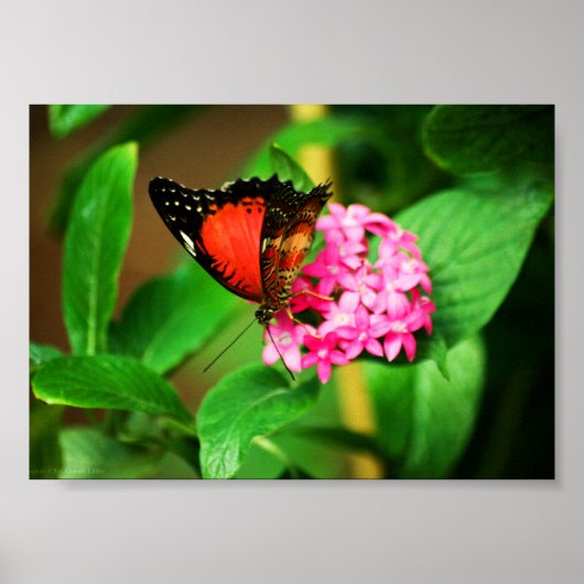 Cethosia biblis Afdruk Poster (Voorkant)