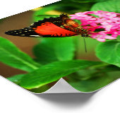 Cethosia biblis Afdruk Poster (Hoek)