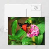 Cethosia biblis Briefkaart (Voorkant / Achterkant)