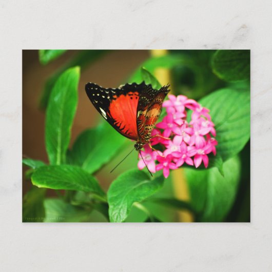 Cethosia biblis Briefkaart (Voorkant)
