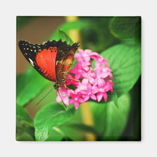 Cethosia biblis Magnet (Voorkant)