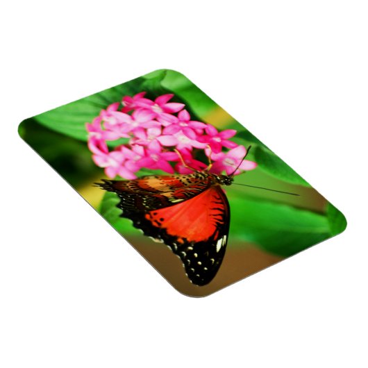 Cethosia biblis Premium Magnet Magneet (Rechterzijde)