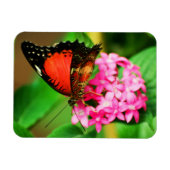 Cethosia biblis Premium Magnet Magneet (Horizontaal)