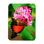 Cethosia biblis Premium Magnet Magneet (Verticaal)