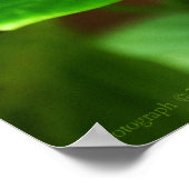 Cethosia biblis Print (Hoek)