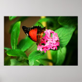 Cethosia biblis Print (Voorkant)