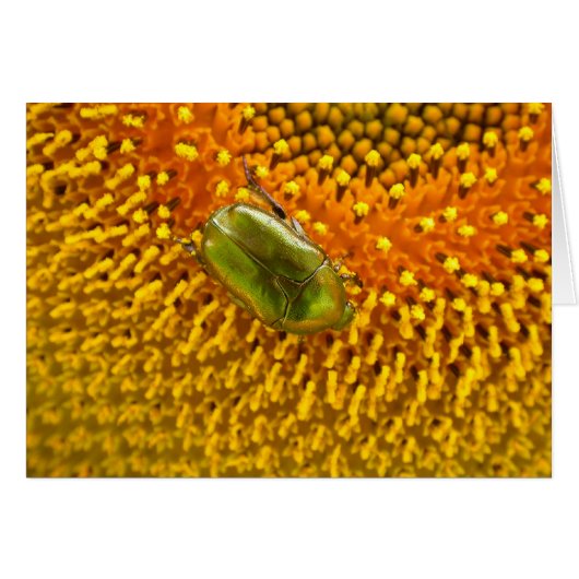 Cetonia aurata (Voorkant Horizontaal)