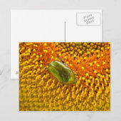Cetonia aurata briefkaart (Voorkant / Achterkant)