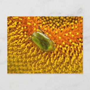 Cetonia aurata briefkaart