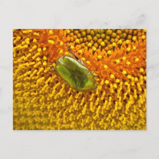 Cetonia aurata briefkaart (Voorkant)